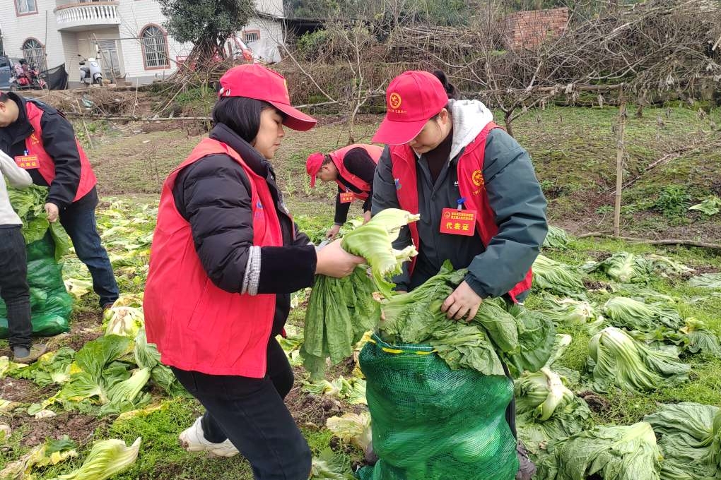 李市镇：人大代表田间“履职”助丰收1