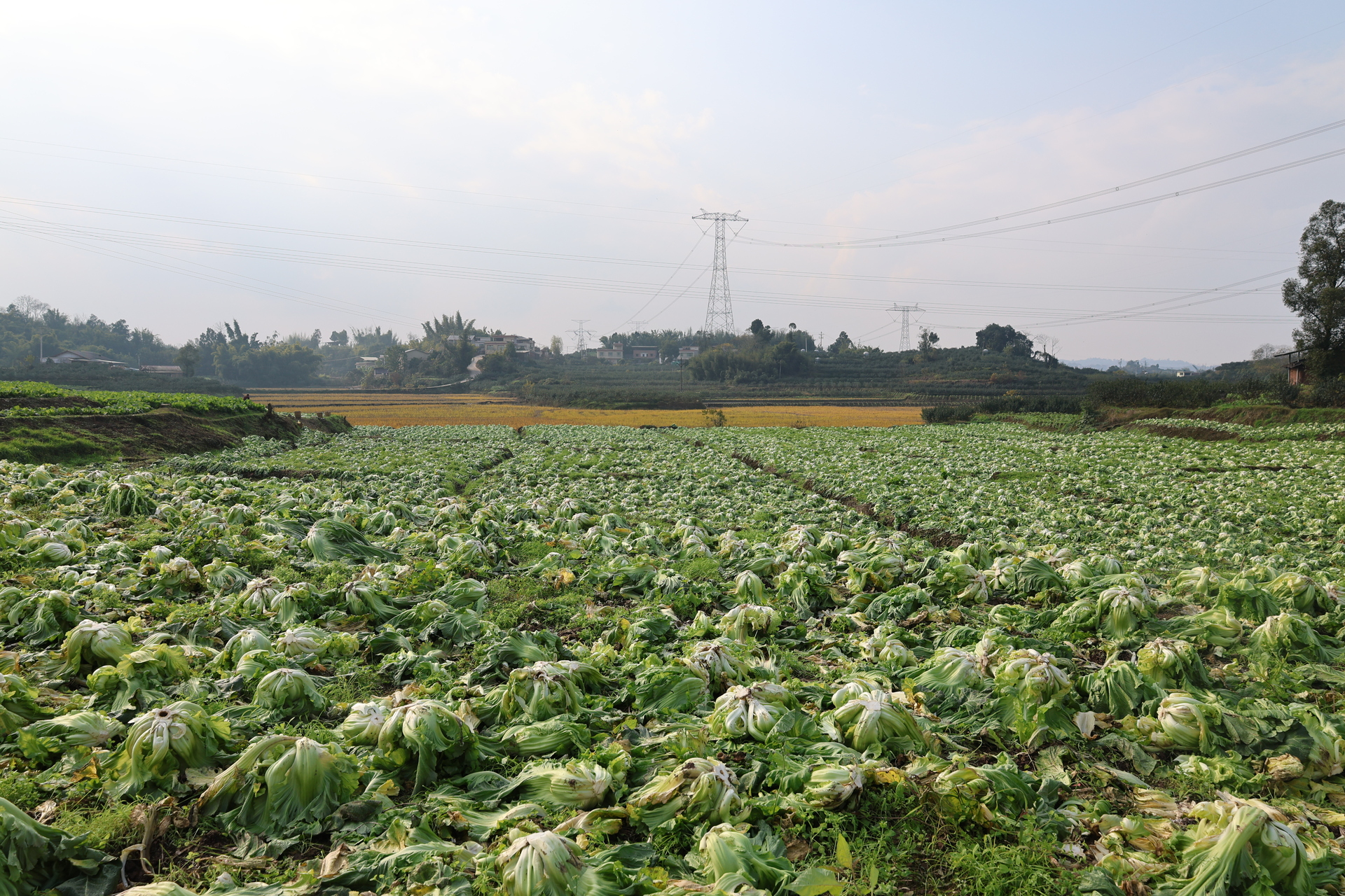 李市镇：人大代表田间“履职”助丰收2