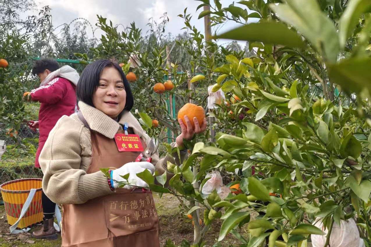 李市镇：人大代表“村播”助农  3000斤耙耙柑一销而空